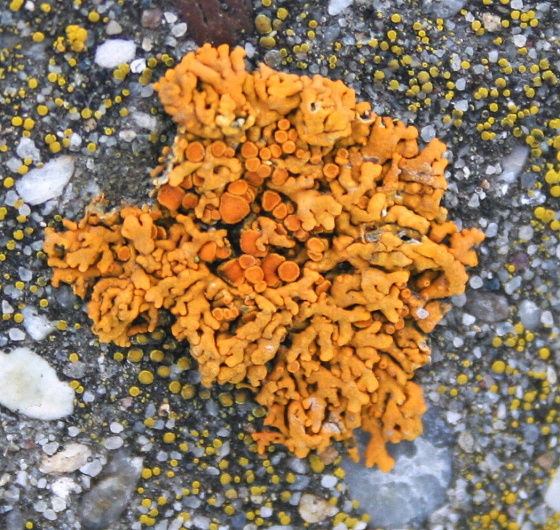 diskovník oranžový Xanthoria elegans