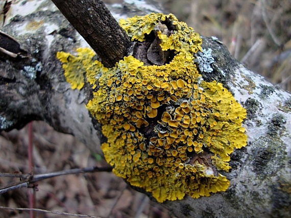 diskovník múrový Xanthoria parietina var. parietina