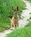 zajac poľný - Zajíc polní