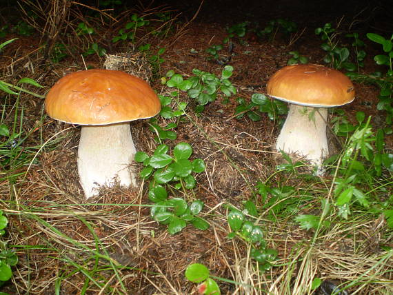 hríb smrekový Boletus edulis Bull.