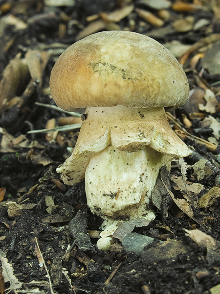 hríb dubový Boletus reticulatus Schaeff.