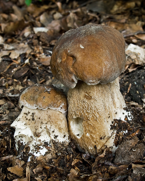 hríb dubový  Boletus reticulatus Schaeff.