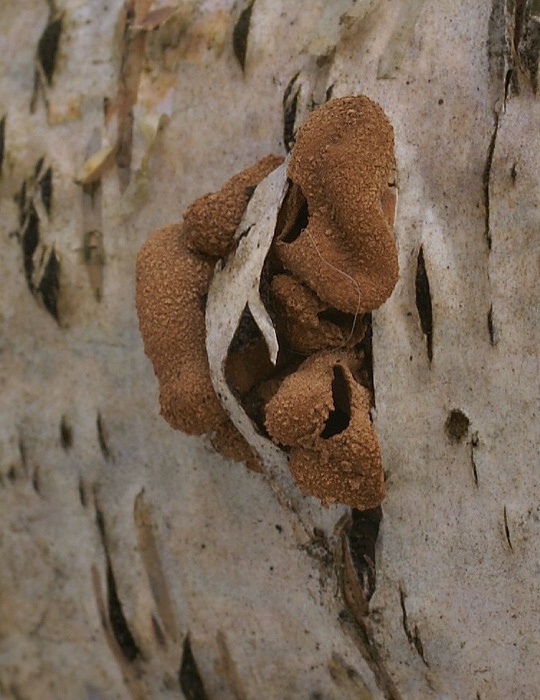 dutinovka otrubnatá Encoelia furfuracea (Roth) P. Karst.