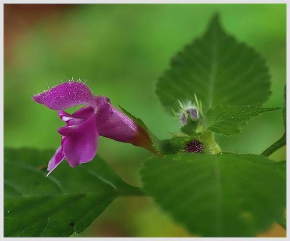 konopnica Galeopsis sp. L.