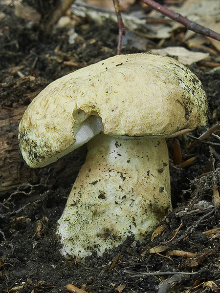 hríbnik modrejúci Gyroporus cyanescens (Bull.) Quél.