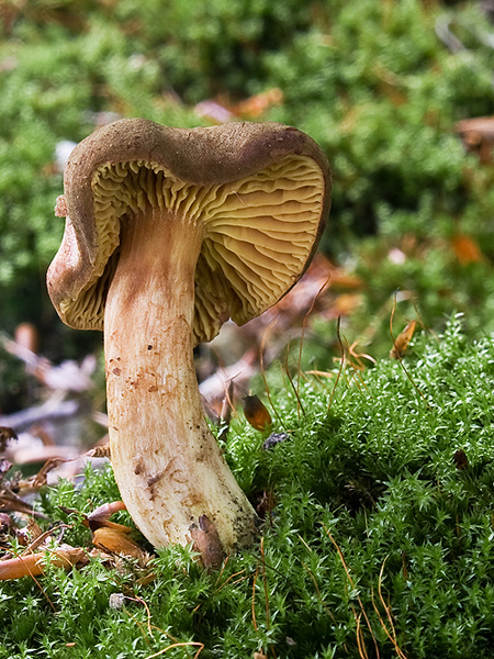 lupeňopórovec červenožltý Phylloporus rhodoxanthus (Schwein.) Bres.