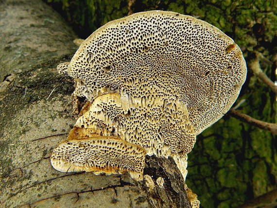 trúdnikovec chlpatý Trametes hirsuta (Wulfen) Lloyd