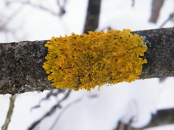 diskovník múrový Xanthoria parietina var. parietina