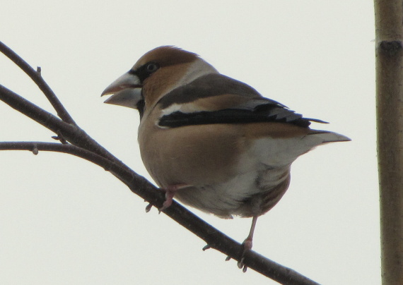 glezg hrubozobý  Coccothraustes coccothraustes