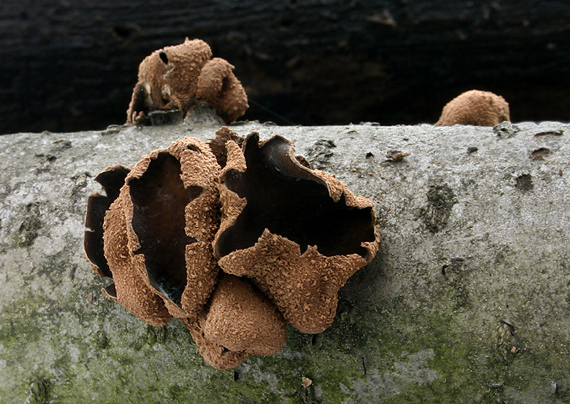 dutinovka otrubnatá Encoelia furfuracea (Roth) P. Karst.