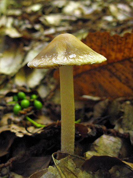 peniazovka štipľavá Gymnopus peronatus (Bolton) Antonín, Halling & Noordel.