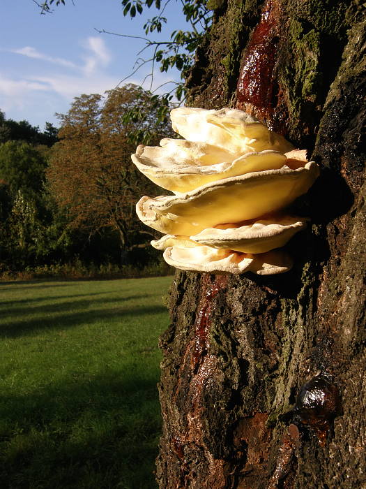 sírovec obyčajný Laetiporus sulphureus (Bull.) Murrill