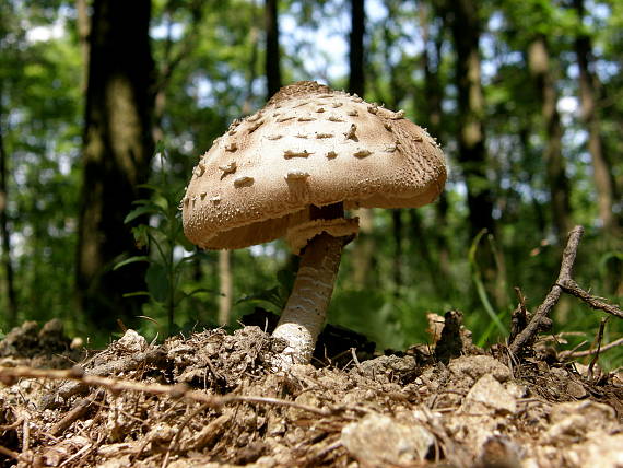 bedľa vysoká Macrolepiota procera  (Scop.) Singer