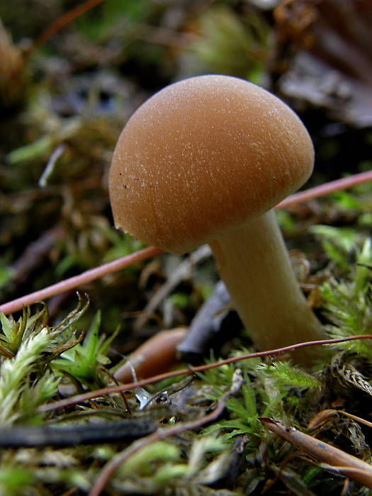 drobuľka vodomilná  Psathyrella piluliformis (Bull.) P.D. Orton