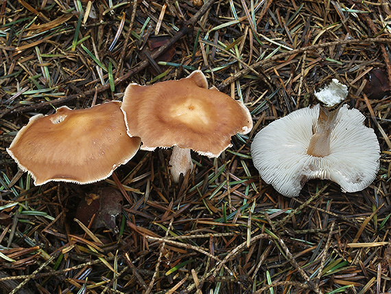 peniazovka maslová Rhodocollybia butyracea (Bull.) Lennox