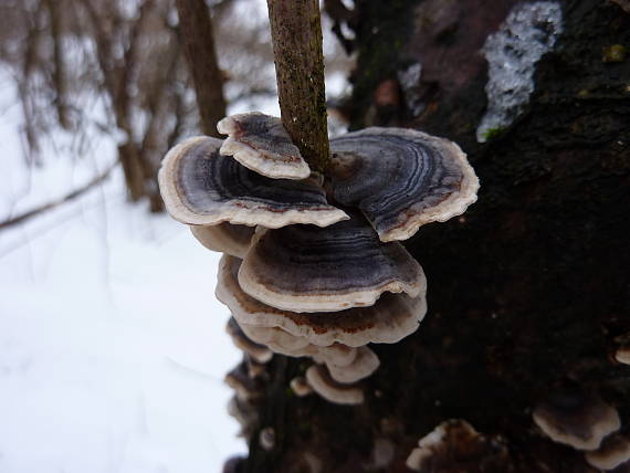 trúdnikovec pestrý Trametes versicolor (L.) Lloyd