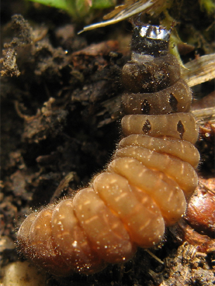 snehulčík sivočierny Cantharis fusca