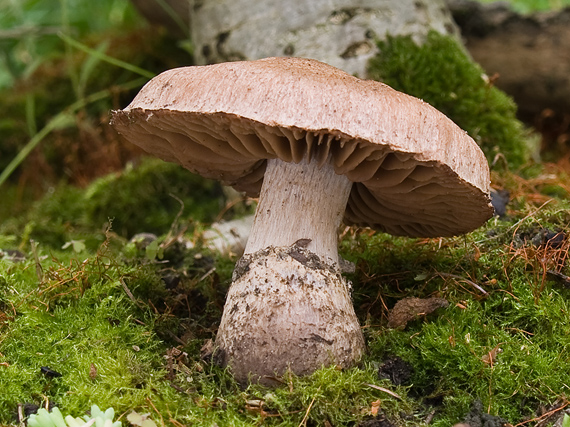 pavučinovec Cortinarius sp.