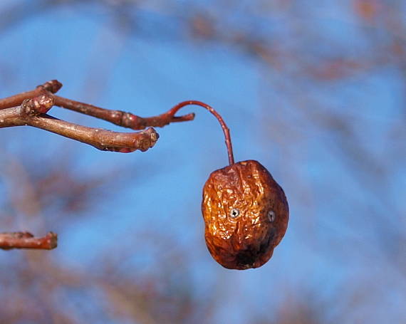 hloh obyčajný Crataegus laevigata (Poir.) DC.