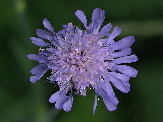 chrastavec roľný Knautia arvensis (L.) Coult.