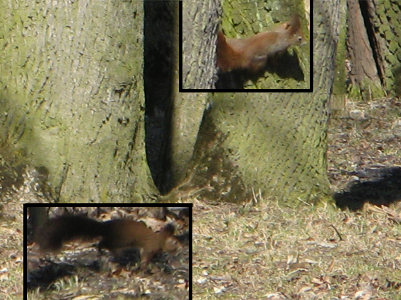 veverica obyčajná Sciurus vulgaris