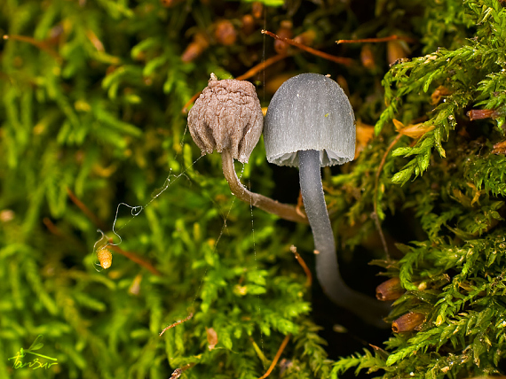 prilbička modrosivá Mycena pseudocorticola Kühner