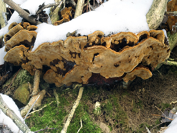 ohňovec hrboľkatý Phellinus torulosus (Pers.) Bourdot & Galzin