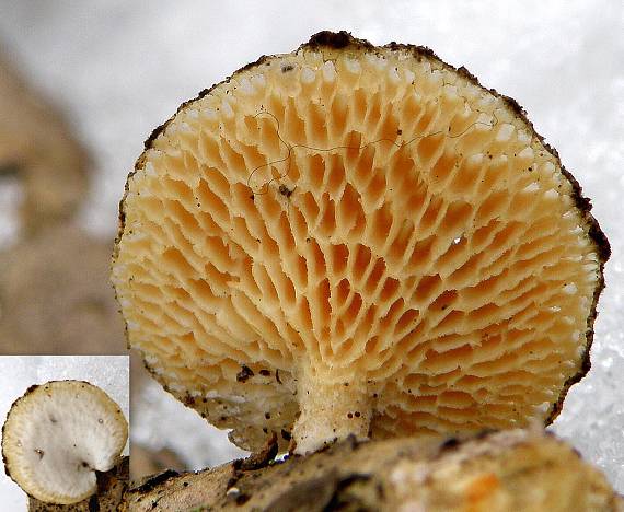 trúdnik Polyporus sp.