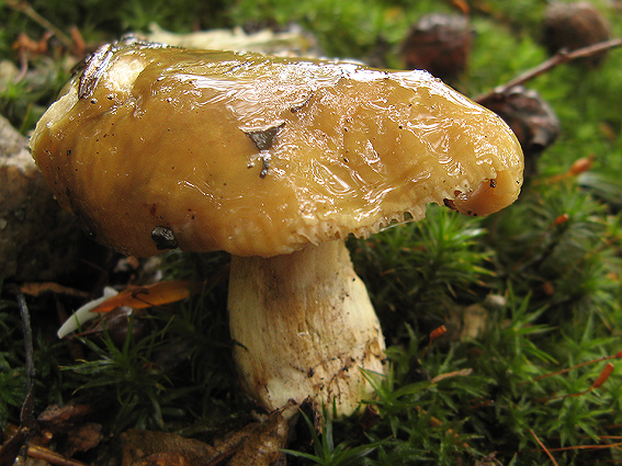 plávka lasičia Russula mustelina Fr.