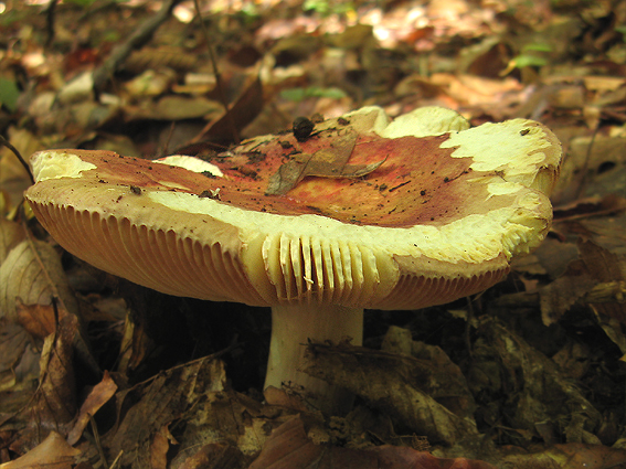 plávka jahodovočervená Russula paludosa Britzelm.