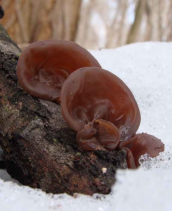 uchovec bazový Auricularia auricula-judae (Bull.) Quél.