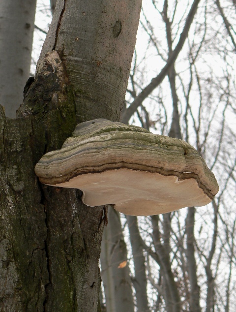 práchnovec kopytovitý Fomes fomentarius (L.) J.J. Kickx