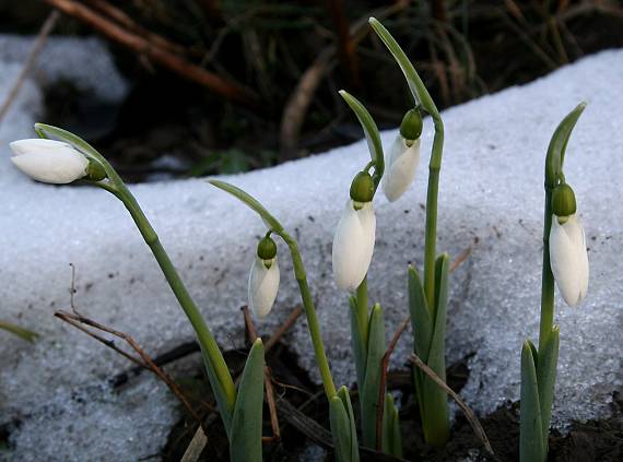 snežienka jarná Galanthus nivalis L.