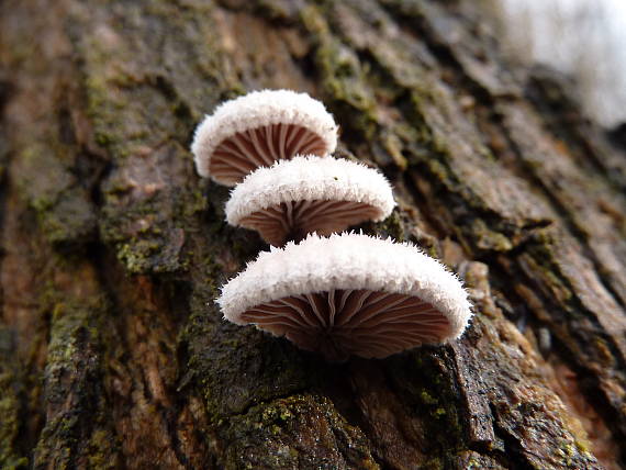 klanolupeňovka obyčajná Schizophyllum commune Fr.