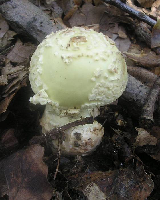 muchotrávka citrónovožltá Amanita citrina Pers.