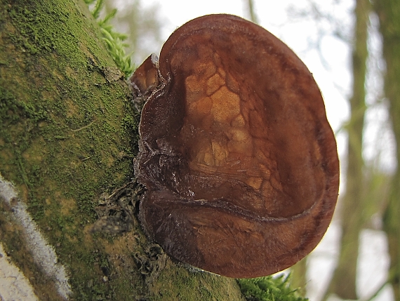 uchovec bazový-boltcovitka ucho Jidášovo Auricularia auricula-judae (Bull.) Quél.