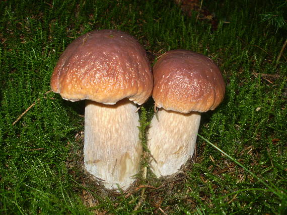 hríb smrekový Boletus edulis Bull.