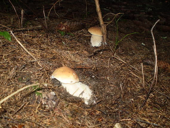 hríb smrekový Boletus edulis Bull.