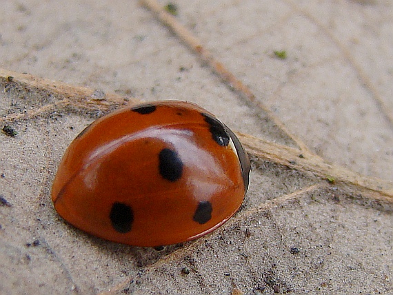 lienka sedembodková Coccinella septempunctata