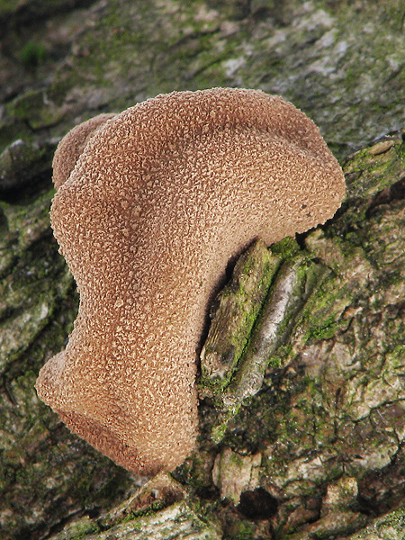 dutinovka otrubnatá Encoelia furfuracea (Roth) P. Karst.