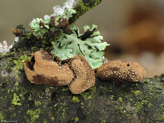 dutinovka otrubnatá Encoelia furfuracea (Roth) P. Karst.