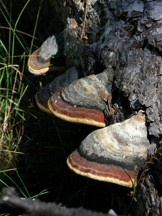 práchnovec kopytovitý Fomes fomentarius (L.) J.J. Kickx