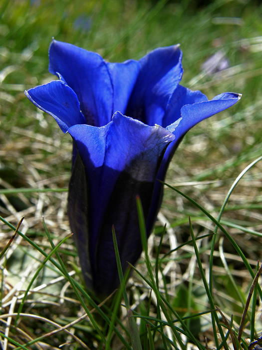 horec clusiov Gentiana clusii Perr. et Songeon