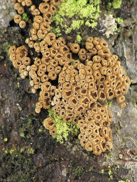 padrobnica zvláštná Merismodes anomala (Pers.) Singer