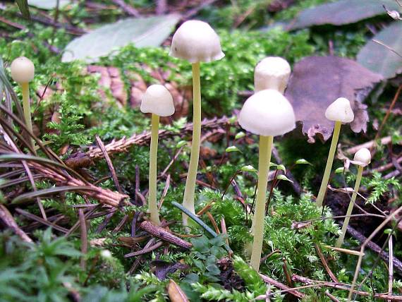 prilbička slizká Mycena epipterygia (Scop.) Gray