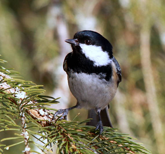 sýkorka uhliarka Parus ater