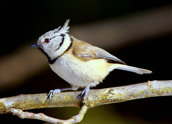 sýkorka chochlatá Parus cristatus