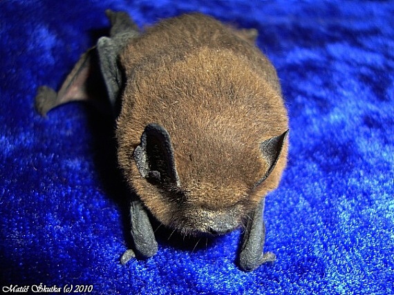 večernica malá Pipistrellus pipistrellus