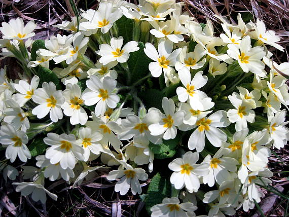 prvosienka bezbyľová Primula acaulis (L.) L.