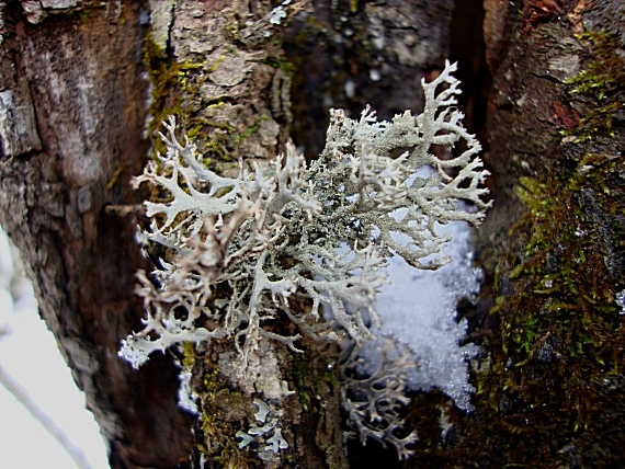 pakonárnik otrubový Pseudevernia furfuracea var. furfuracea (L.) Zopf